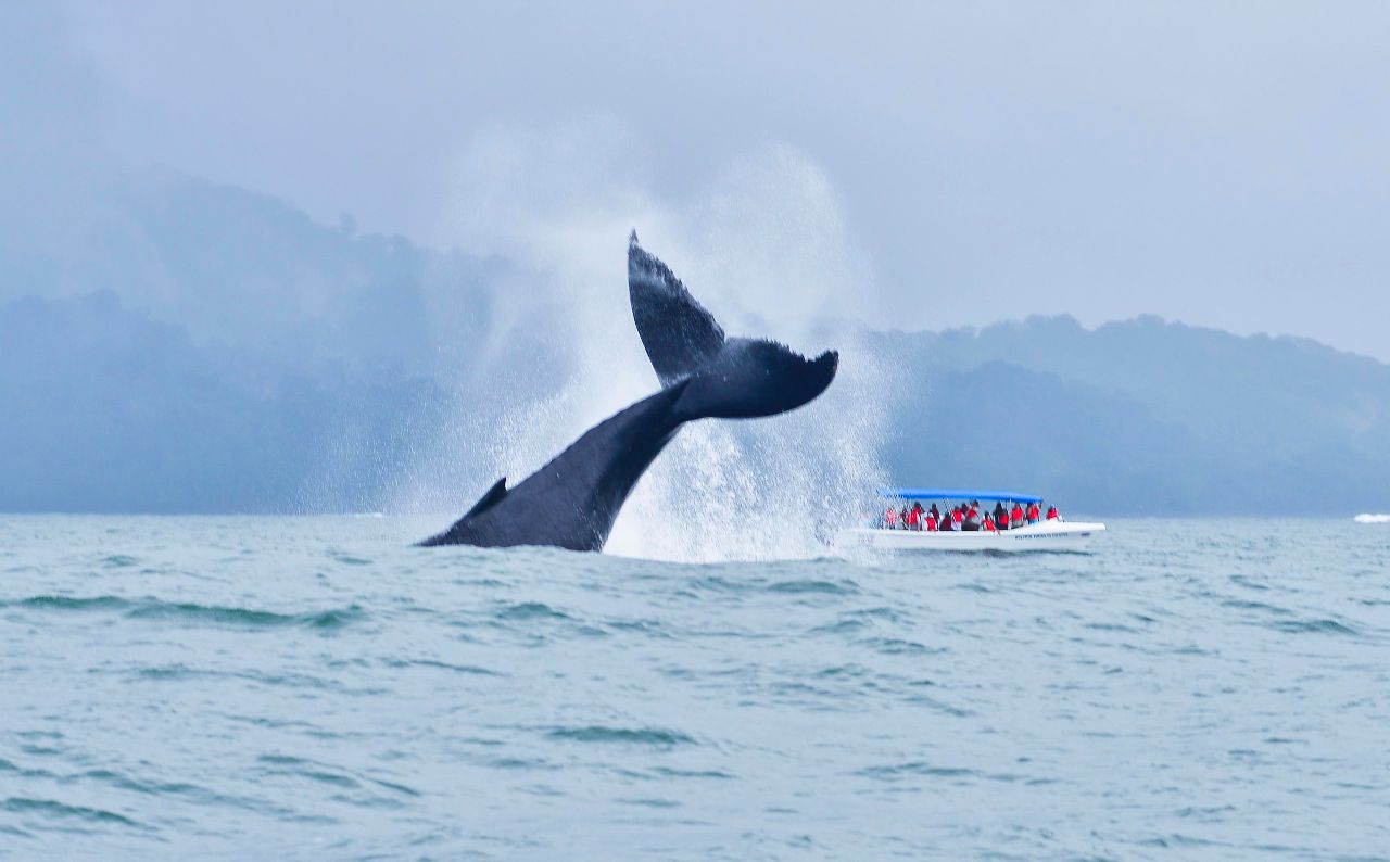 La temporada de ballenas jorobadas llega a su punto más alto de Pacífico Sur